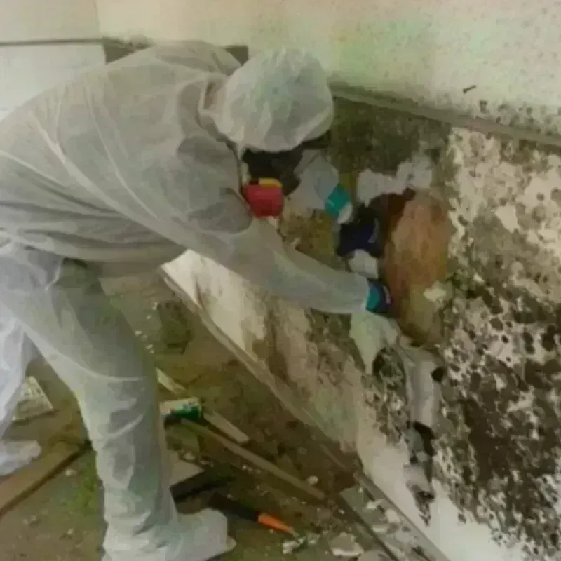 Mold Remediation and Removal in Fort Pierce, FL